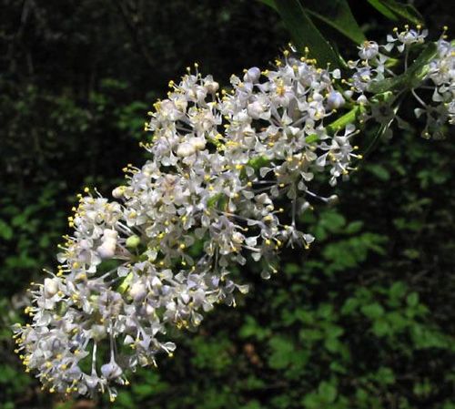 Ceanothus spinosus